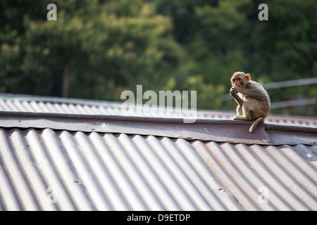 Affe auf einem Dach in Landour, Mussoorie, Indien Stockfoto