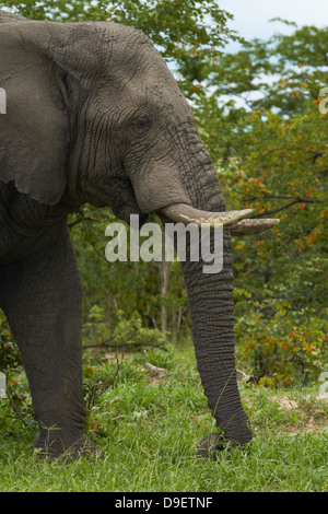 Elefant (Loxodonta Africana), neben Nata - Kasane Road, Botswana, Afrika Stockfoto