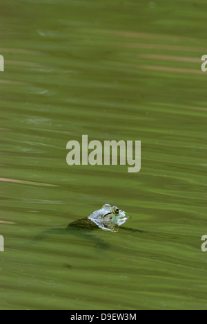 Amerikanischer Ochsenfrosch in grünes Wasser Stockfoto