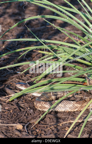 Westlichen Rattenschlange Stockfoto