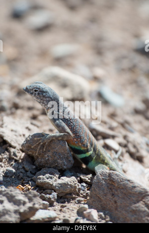 Größere earless Lizard Big Bend Nationalpark Tx Stockfoto