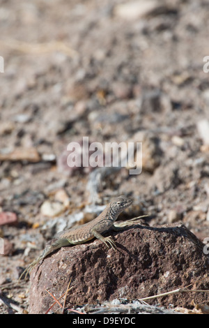 Größere earless Lizard Sonnen auf einem Felsen im Big Bend Nationalpark Tx Stockfoto