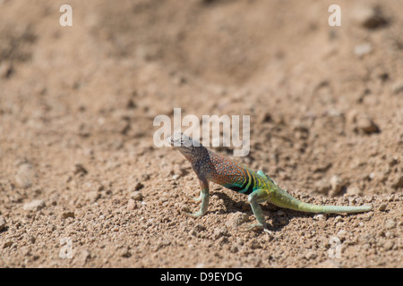 Größere earless Lizard Big Bend Nationalpark Tx Stockfoto