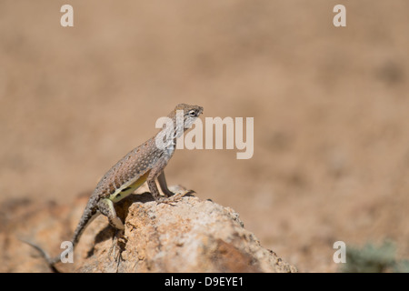 Größere earless Lizard Big Bend Nationalpark Tx Stockfoto