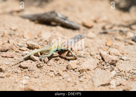 Größere Earless Lizard in Big Bend Nationalpark Tx Stockfoto