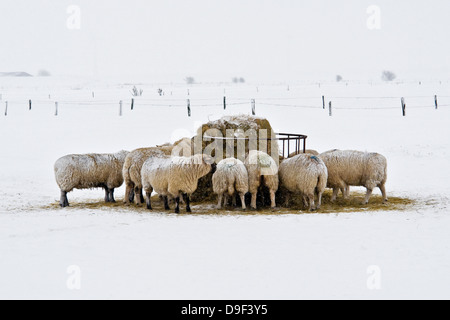 Schafe an der Nordseeküste im Schnee auf der Weide, Schafe auf der Nordsee im Schnee auf der Wiese Stockfoto