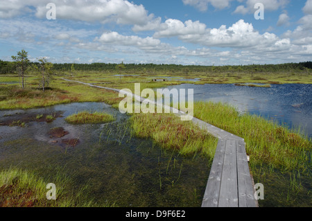 Riisa Bog, Soomaa National Park, Grafschaft Pärnu, Estland, Europa Stockfoto