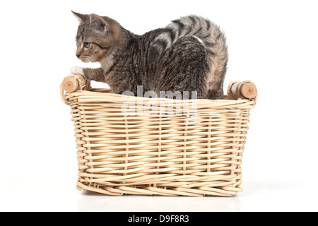 Junge Katze in einem Korb, Spachtelmassen in einem Korb Stockfoto