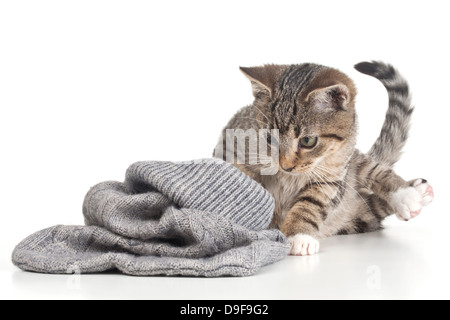 Junge Katze spielt mit einer Tasche aus Wolle, Spachtelmassen, spielen mit einer Tasche aus Wolle Stockfoto