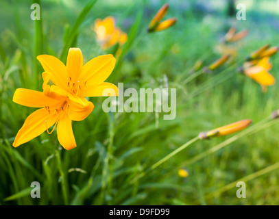 Hemerocallis Lilioasphodelus. Leuchtend gelbe Lilie Blumen im Sommergarten Stockfoto