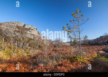 Bunte norwegischen Frühlingslandschaft mit leuchtend roten Moos, Berge und kleine Kiefern Stockfoto