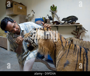 Soldatenara... Dr. Santosh Gaikwad und Präparatoren Zentrum, Sanjay Gandhi National Park, Borivali, Mumbai. Das Zentrum ist eine Werkstatt wo Kadaver der Tiere sterben in Heiligtümern und Wälder landesweit als tierischen Trophäen wiederhergestellt werden. "Der erste Raum genutzt wird für skinning und Trennung von Skelett, die zweite für das Modellieren und Formen der tierischen Form und der dritte Raum für die Verarbeitung und Lagerung," sagte Dr. Santosh Gaikwad, Indiens nur Tierpräparator und Associate Professor an der Bombay Veterinärhochschule offiziell lizenziert. Dr. Santosh betrachtet Tierpräparation als eine Stockfoto