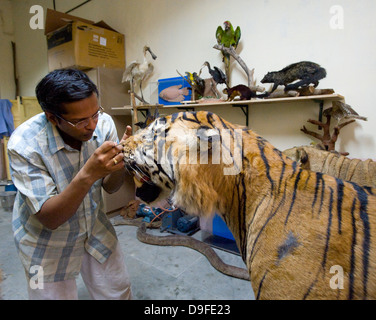 Soldatenara... Dr. Santosh Gaikwad und Präparatoren Zentrum, Sanjay Gandhi National Park, Borivali, Mumbai. Das Zentrum ist eine Werkstatt wo Kadaver der Tiere sterben in Heiligtümern und Wälder landesweit als tierischen Trophäen wiederhergestellt werden. "Der erste Raum genutzt wird für skinning und Trennung von Skelett, die zweite für das Modellieren und Formen der tierischen Form und der dritte Raum für die Verarbeitung und Lagerung," sagte Dr. Santosh Gaikwad, Indiens nur Tierpräparator und Associate Professor an der Bombay Veterinärhochschule offiziell lizenziert. Dr. Santosh betrachtet Tierpräparation als eine Stockfoto