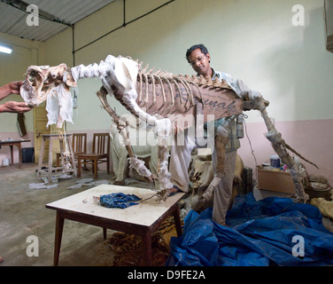 Dr. Santosh Gaikwad und Präparatoren Zentrum, Sanjay Gandhi National Park, Borivali, Mumbai. Das Zentrum ist eine Werkstatt wo Kadaver der Tiere sterben in Heiligtümern und Wälder landesweit als tierischen Trophäen wiederhergestellt werden. "Der erste Raum genutzt wird für skinning und Trennung von Skelett, die zweite für das Modellieren und Formen der tierischen Form und der dritte Raum für die Verarbeitung und Lagerung," sagte Dr. Santosh Gaikwad, Indiens nur Tierpräparator und Associate Professor an der Bombay Veterinärhochschule offiziell lizenziert. Dr. Santosh betrachtet Tierpräparation als eine Stockfoto