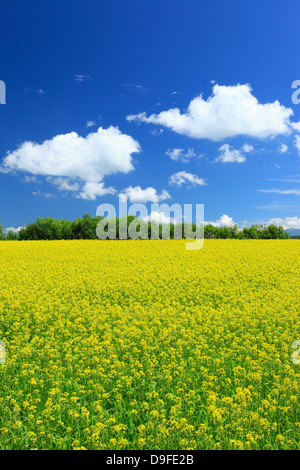 Senf-Feld und blauer Himmel mit Wolken, Hokkaido Stockfoto