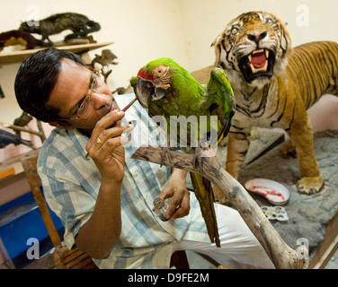 Soldatenara... Dr. Santosh Gaikwad und Präparatoren Zentrum, Sanjay Gandhi National Park, Borivali, Mumbai. Das Zentrum ist eine Werkstatt wo Kadaver der Tiere sterben in Heiligtümern und Wälder landesweit als tierischen Trophäen wiederhergestellt werden. "Der erste Raum genutzt wird für skinning und Trennung von Skelett, die zweite für das Modellieren und Formen der tierischen Form und der dritte Raum für die Verarbeitung und Lagerung," sagte Dr. Santosh Gaikwad, Indiens nur Tierpräparator und Associate Professor an der Bombay Veterinärhochschule offiziell lizenziert. Dr. Santosh betrachtet Tierpräparation als eine Stockfoto