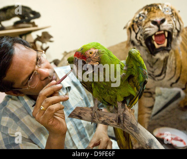 Soldatenara... Dr. Santosh Gaikwad und Präparatoren Zentrum, Sanjay Gandhi National Park, Borivali, Mumbai. Das Zentrum ist eine Werkstatt wo Kadaver der Tiere sterben in Heiligtümern und Wälder landesweit als tierischen Trophäen wiederhergestellt werden. "Der erste Raum genutzt wird für skinning und Trennung von Skelett, die zweite für das Modellieren und Formen der tierischen Form und der dritte Raum für die Verarbeitung und Lagerung," sagte Dr. Santosh Gaikwad, Indiens nur Tierpräparator und Associate Professor an der Bombay Veterinärhochschule offiziell lizenziert. Stockfoto