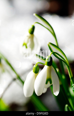 Schneeglöckchen vor Schnee an einem sonnigen Tag Stockfoto
