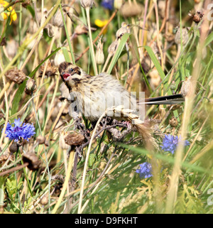 Nahaufnahme von einem jungen weiblichen Reed Bunting (Emberiza Schoeniclus) posiert unter Feldblumen (Serie von 7 Bilder) Stockfoto