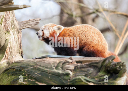 Roter Panda, Cotswold Wildlife Park, Costswolds, Gloucestershire, England, UK Stockfoto