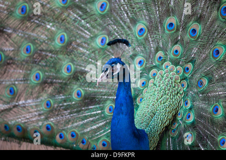 Pfau, Cotswold Wildlife Park, Costswolds, Gloucestershire, England, UK Stockfoto