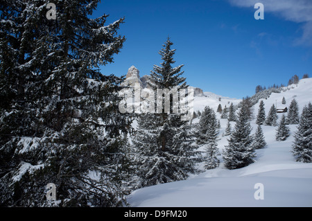 Sassongher Berg gesehen durch schneebedeckte Bäume am Skigebiet Alta Badia in der Nähe von Corvara, Dolomiten, Südtirol, Italien Stockfoto