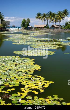 Lily Pond, Candi Dasa, Bali, Indonesien, Südostasien Stockfoto