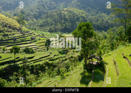 Reis Felder, Karangasem, Bali, Indonesien, Südostasien Stockfoto