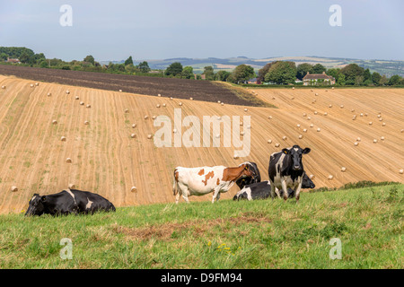 Rinder im Feld mit Ackerland jenseits, UK Stockfoto