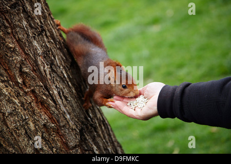 Eichhörnchen füttern, im Parque del Retiro, Madrid, Spanien Stockfoto