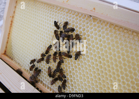 Bienenstock Inspektion Stockfoto