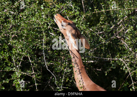 Afrika, Ostafrika, Samburu National Reserve, Kenia, Gerenuk (Litocranius Walleri) Stockfoto