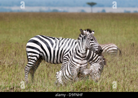 Gemeinsamen Zebra (Equus Quagga) kämpfen, Masai Mara National Reserve, Kenia, Ostafrika, Afrika Stockfoto