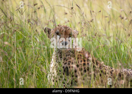 Gepard (Acynonix Jubatus), Masai Mara National Reserve, Kenia, Ostafrika, Afrika Stockfoto