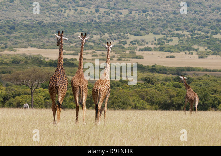 Masai-Giraffe (Giraffa Plancius), Masai Mara National Reserve, Kenia, Ostafrika, Afrika Stockfoto