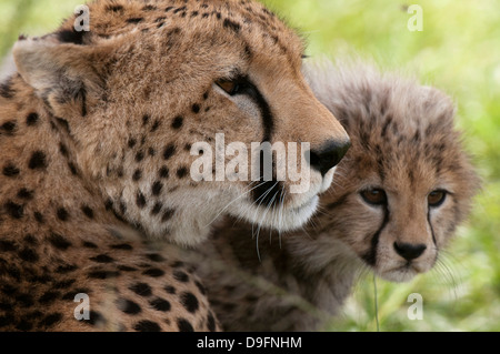 Gepard (Acynonix Jubatus) und Cub, Masai Mara National Reserve, Kenia, Ostafrika, Afrika Stockfoto