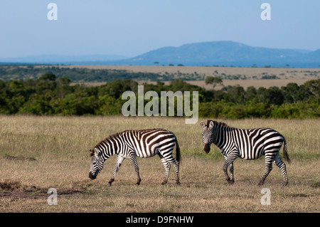 Gemeinsamen Zebra (Equus Quagga), Masai Mara National Reserve, Kenia, Ostafrika, Afrika Stockfoto