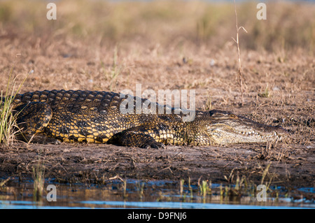 Nil-Krokodil (Crocodylus Niloticus), Chobe Nationalpark, Botswana, Afrika Stockfoto