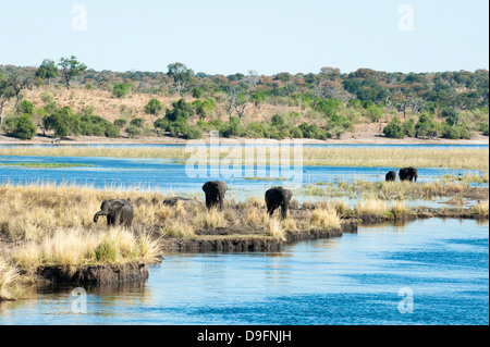 Afrikanische Elefanten (Loxodonta Africana), Chobe Nationalpark, Botswana, Afrika Stockfoto