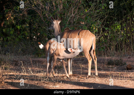 Kudu (Tragelaphus Strepsiceros) und jung, Chobe Nationalpark, Botswana, Afrika Stockfoto