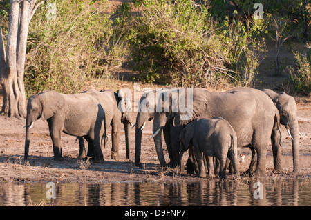 Afrikanische Elefanten (Loxodonta Africana), Chobe Nationalpark, Botswana, Afrika Stockfoto