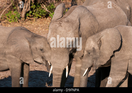 Afrikanische Elefanten (Loxodonta Africana), Chobe Nationalpark, Botswana, Afrika Stockfoto