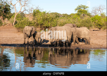 Afrikanische Elefanten (Loxodonta Africana), Chobe Nationalpark, Botswana, Afrika Stockfoto