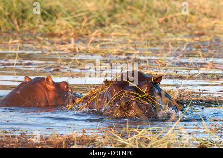 Flusspferd (Hippopotamus Amphibius), Chobe Nationalpark, Botswana, Afrika Stockfoto