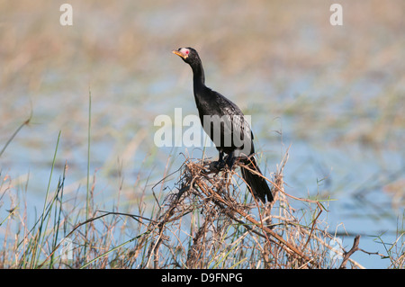 Reed Kormoran (Phalacrocorax Africanus), Chobe Nationalpark, Botswana, Afrika Stockfoto