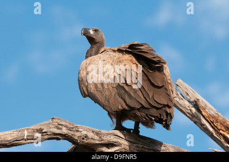 Weißrückenspecht Geier (abgeschottet Africanus), Chobe Nationalpark, Botswana, Afrika Stockfoto