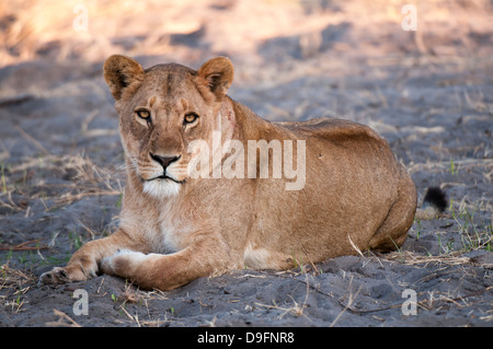 Löwin (Panthera Leo), Chief Island, Moremi Game Reserve, Okavango Delta, Botswana, Afrika Stockfoto