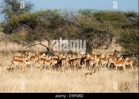 Impala (Aepyceros Melampus), Chief Island, Moremi Game Reserve, Okavango Delta, Botswana, Afrika Stockfoto