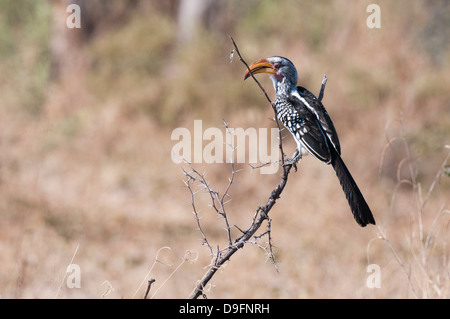 Südlichen gelb - Abrechnung Toko (Tockus Flavirostris), Chief Island, Moremi Game Reserve, Okavango Delta, Botswana, Afrika Stockfoto