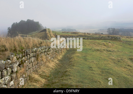 Blick vom Milecastle 37 in Housesteads Holz, Hadrian Wall, der UNESCO, Northumberland National Park, England, UK Stockfoto